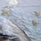 US Creates Protected Habitat for Polar Bears