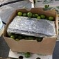 US Customs Find a Ton of Weed in Lime Shipment from Mexico