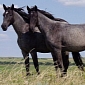 US Government Backs Slaughter of Horses