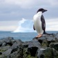 US Wants to Pass 7 Penguin Species as Endangered