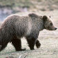 USGS Assesses Grizzly Bears' Chances of Survival
