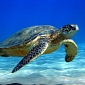 Ultraviolet Fishing Nets Expected to Reduce Turtle Bycatch