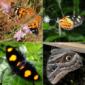 Uncovering the History of Butterflies