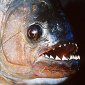 Uncovering the Myth of the Piranha