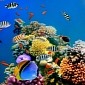 Undersea Concert Rocks the Florida Keys National Marine Sanctuary
