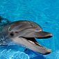 Underwater Training Could Kill Hundreds of Dolphins and Whales, the US Navy Admits