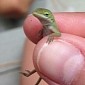 Unimpressed Lizard Is Everyone's New Favorite Meme