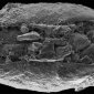 Unique Fossil Brings Evidence of Antarctica's Warm Past
