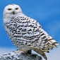 Unprecedented Number of Snowy Owls Pay a Visit to the US