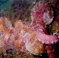 Unusual Complex Sex in Octopus Species