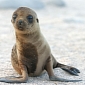 Unusual Mortality Event for Sea Lions in California Declared by NOAA
