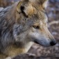 Upper Peninsula Gray Wolves Killed Despite Being Endangered