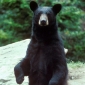 Urban Black Bears Live Erratic Lives
