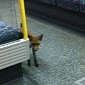Urban Fox Catches a Ride on the London Underground