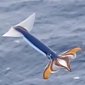 Usain Bolt Could Easily Be Outrun by a Flying Squid