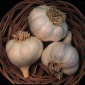 Benefits of Garlic Beyond Folk Remedies