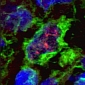 Using T Cells to Fight Leprosy