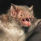 Vampire Bats Recognise Their Prey's Breathing