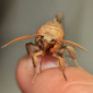 Vampire Moths Found in Siberia