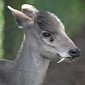 Vampire-like Fanged Deer Spotted for the First Time in Decades
