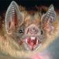 Vampires Transmit Us Rabies, But They are Immune to It
