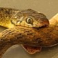 Venomous Snake Bites Its Own Neck, Dies Wriggling in Pain