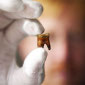 Very Ancient Diets Stored in Teeth