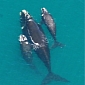 Very Rare: Mother Whale Adopts Orphaned Calf