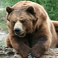 Vets Operate on 300-Pound (136-Kilogram) Grizzly Bear