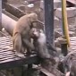 Video Shows Monkey Resuscitating Buddy Knocked Unconscious by Electric Shock