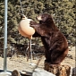 Video of Bear Playing Tetherball Goes Viral