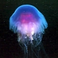 Video of Giant Swarm of Jellyfish Is Made Public [VIDEO]