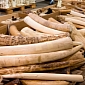 Vietnam Might Crush Its Ivory, Rhino Horn, and Tiger Bone Stockpile