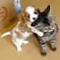 Viral of the Day: 5 Minutes of Cat and Dog Loving