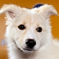 Viral of the Day: Aberdeen from Puppy Bowl