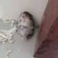 Viral of the Day: Hamster Gets Shot and Pretends to Be Dead