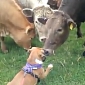 Viral of the Day: Herd of Cows Welcomes Puppy Boxer