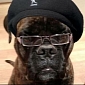 Viral of the Day: If Samuel L. Jackson Was a Dog, He’d Be Samuel L. Dogson