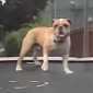 Viral of the Day: Mudd the Bouncing Bulldog