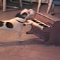 Viral of the Day: Pup Plays Piano, Can Hold a Tune