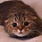 Viral of the Day: Sad Cat Diary Is the Saddest, Most Amazing Thing You’ll See Today