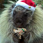 Viral of the Day: Teddy Bear the Porcupine Wishes You a Merry Christmas