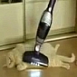 Viral of the Day: Vacuuming My Cat