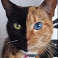 Viral of the Day: Venus, the Two-Face Cat