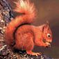 Virus Has 'Catastrophic' Effect on Red Squirrels