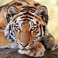 Virus Threatens to Wipe Out the World's Remaining Tiger Population