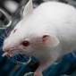Virus Used to Kill Cancer Cells, Shrink Tumors Grown in Mice