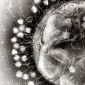 Viruses Can 'Surf' to Infect Faster