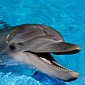 Visitors to Taiji, Japan Will Soon Be Able to Swim with Dolphins, Then Eat Them
