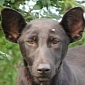 Vladimir Putin Dog Lookalike Found in Kiev